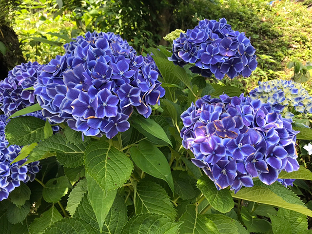 定林寺（あじさい寺）