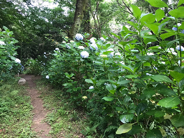 定林寺（あじさい寺）