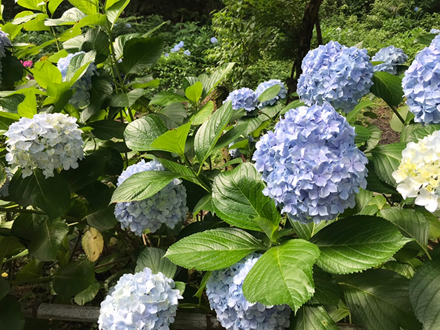 定林寺（あじさい寺）