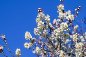 梅の花