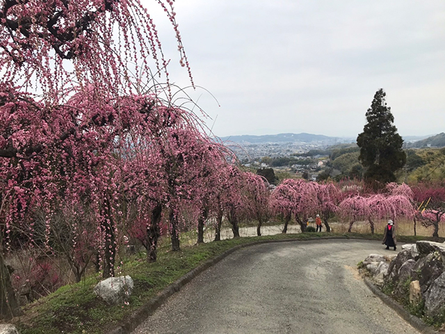 普光寺の梅