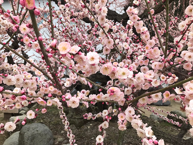 普光寺の梅