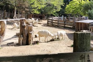 宮地嶽神社　宮ZOO